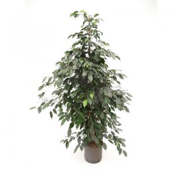 Ficus danielle - dunkelgrüner Gummibaum